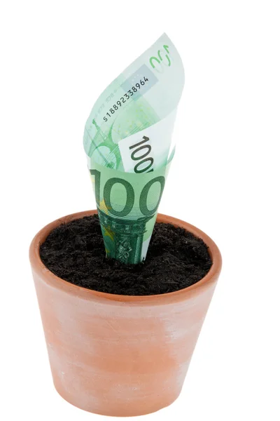 Euro-fatura em vaso de flores. taxas de juro, crescimento . — Fotografia de Stock