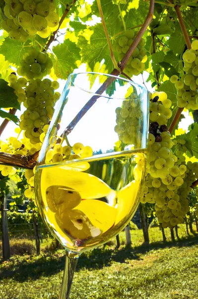 Wine glass in vineyard — Stock Photo, Image