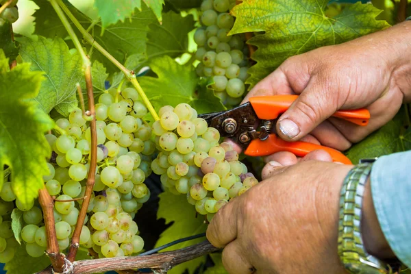 Vinařství na vinné hrozny ve vinici — Stock fotografie