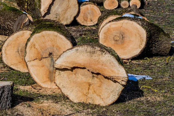 Logs for firewood — Stock Photo, Image