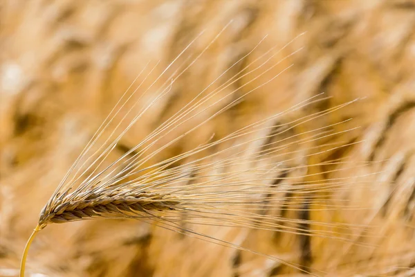 Barley field before harvest — Stock Photo, Image