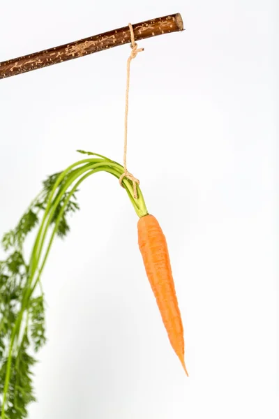 Fresh carrots on stock — Stock Photo, Image