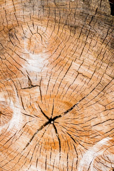 Jahresringe an einem Baumstamm — Stockfoto