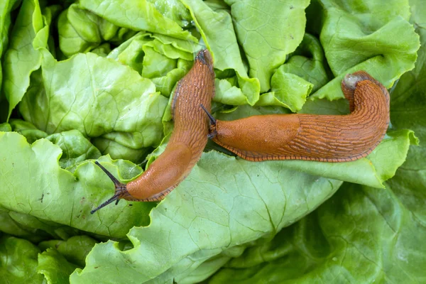 양상추 잎과 달팽이 — 스톡 사진