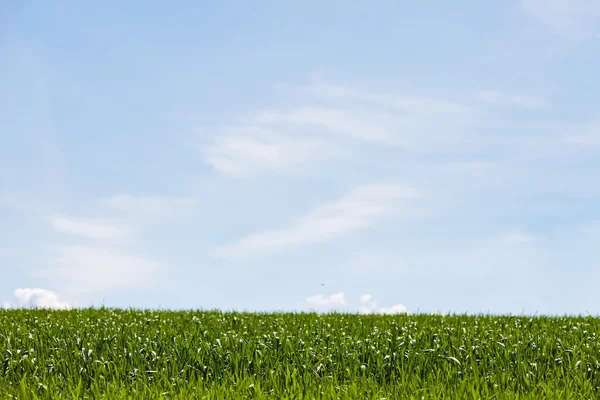 Grüne Felder, blauer Himmel — Stockfoto