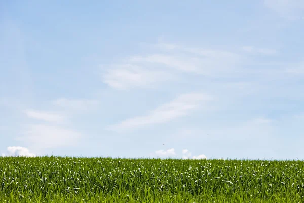 Campi di verde, cielo blu — Foto Stock