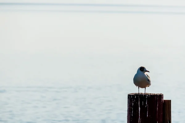 Seagull on a lake — Stock Photo, Image