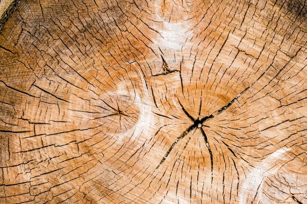 Jaarlijkse ringen op een boomstam — Stockfoto