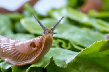 snail with lettuce leaf clipart