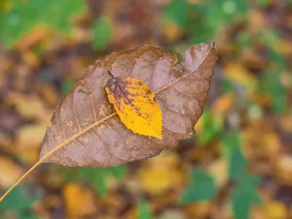 Hoja y árbol en otoño — Foto de Stock