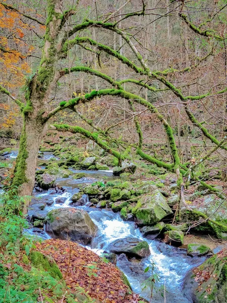 Creek with running water — Stock fotografie