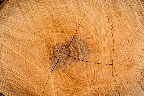 Anéis anuais em um tronco de árvore — Fotografia de Stock