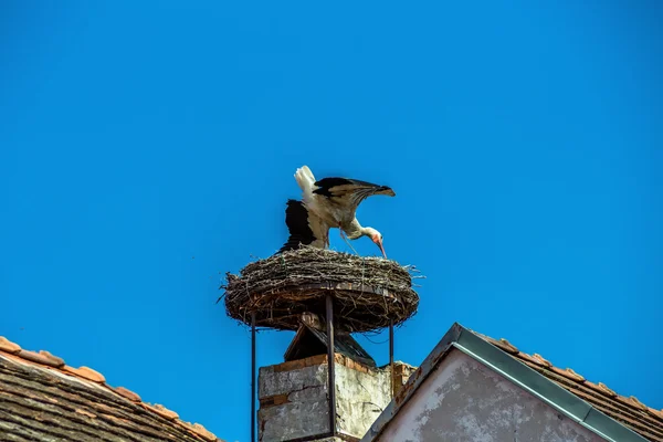 オーストリア、錆。コウノトリの巣 — ストック写真