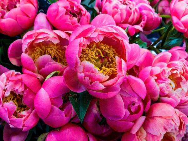 Flores cor de rosa fundo — Fotografia de Stock