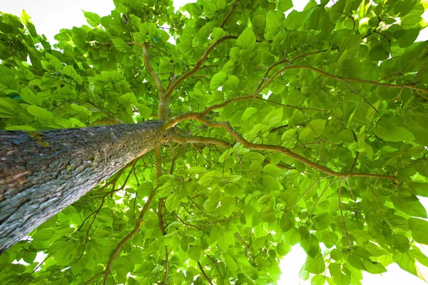 Follaje de un árbol —  Fotos de Stock