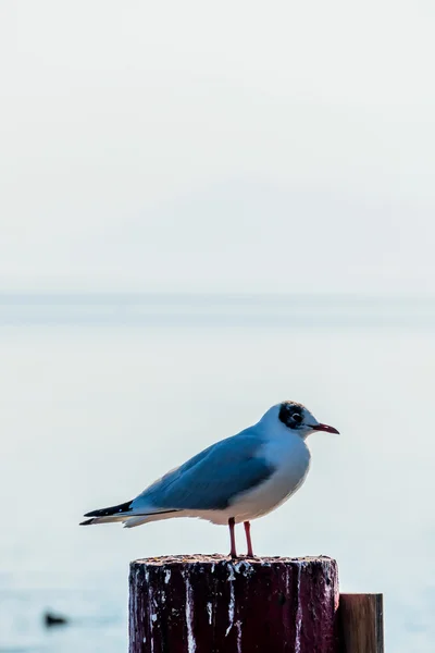 Fiskmås på en sjö — Stockfoto