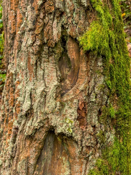 Mossy tree trunk — Stock Photo, Image