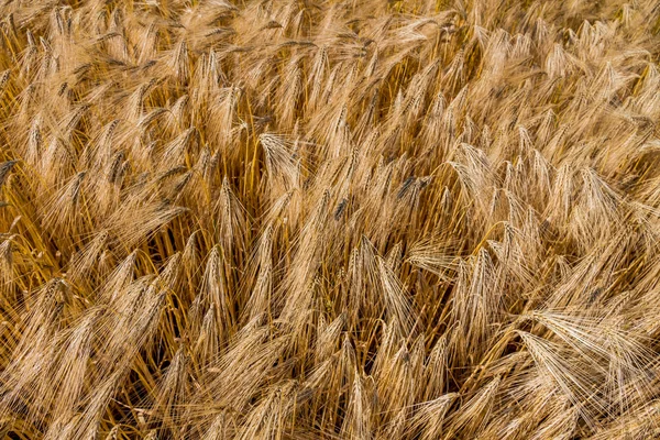 Gerst veld vóór oogst — Stockfoto