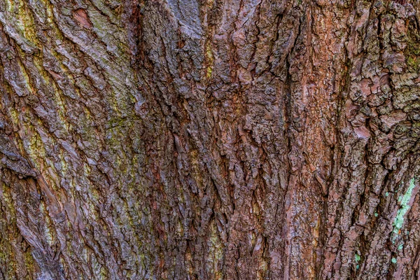 Rinde eines alten Baumes — Stockfoto