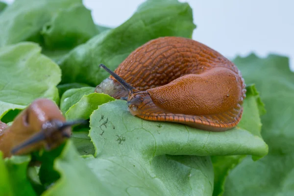 Caracol con hoja de lechuga —  Fotos de Stock