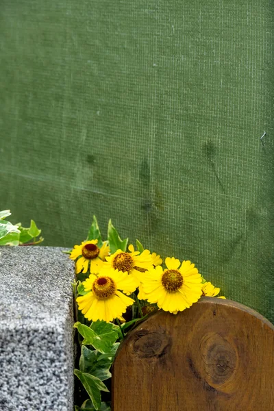 En blomma med gula blommor — Stockfoto