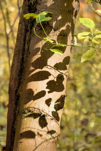 Una hoja en otoño — Foto de Stock