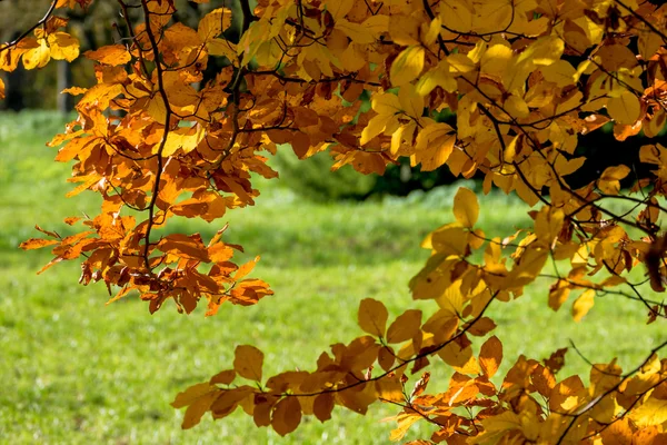Une feuille en automne — Photo