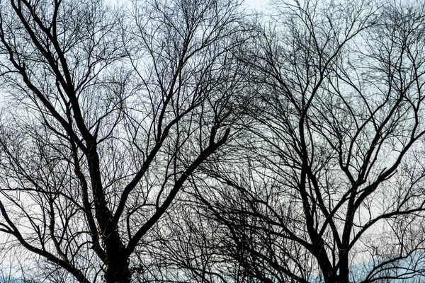 Trees in autumn — Stock Photo, Image