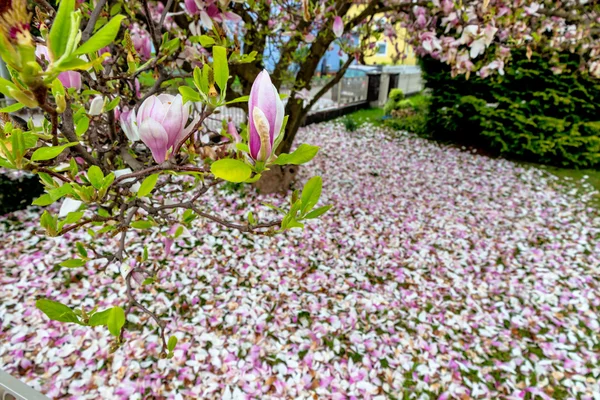 Fioritura di Magnolia in primavera — Foto Stock