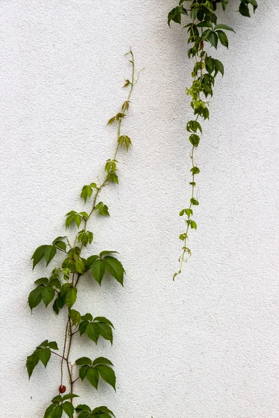 It grows up — Stock Photo, Image