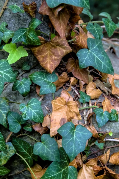 Fiatal és régi borostyán — Stock Fotó