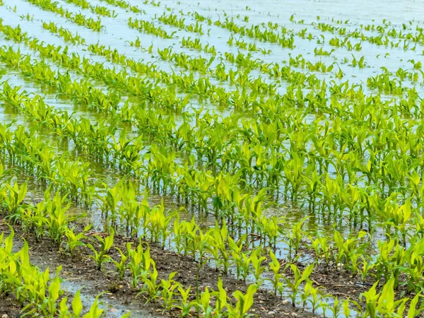 Flood 2013 — Stock Photo, Image