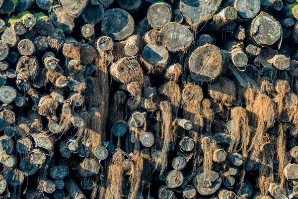 Stack di età con muschio e legna da ardere — Foto Stock