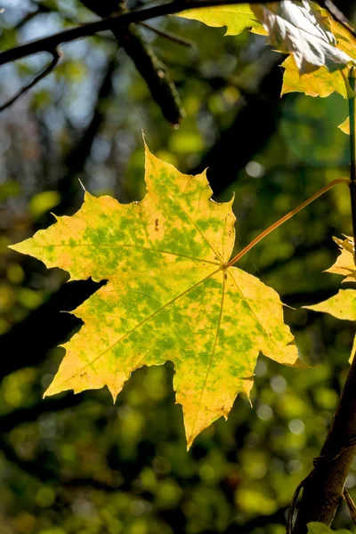 Een blad in de herfst — Stockfoto