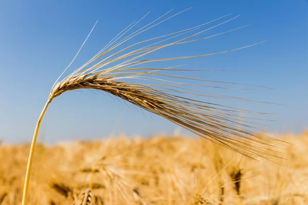 Campo di orzo prima del raccolto — Foto Stock