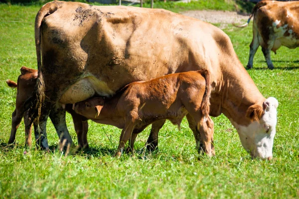 夏放牧乳牛 — ストック写真