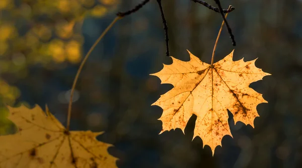 Una foglia in autunno — Foto Stock