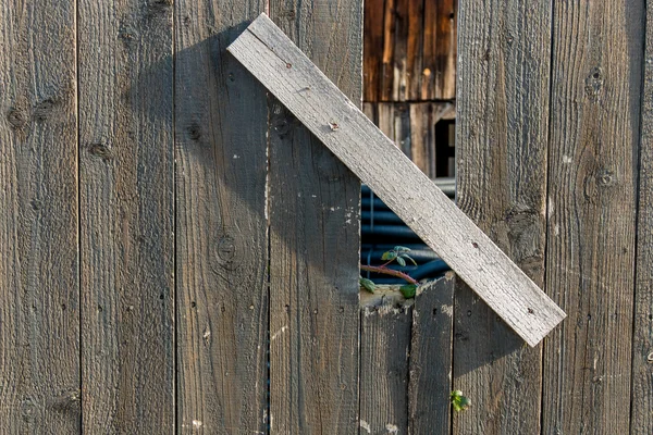 Shoot and old wooden fence — Stock Photo, Image