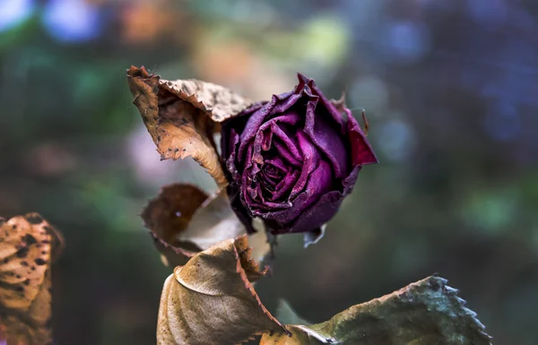 Withered flowers. — Stock Photo, Image