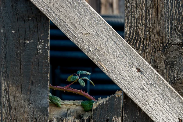 Atirar e cerca de madeira velha — Fotografia de Stock