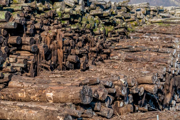 Pila de madera cubierta de musgo —  Fotos de Stock