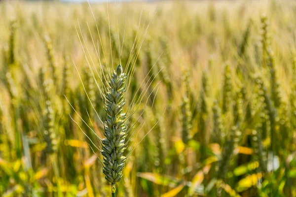 Gerstenfeld vor der Ernte — Stockfoto