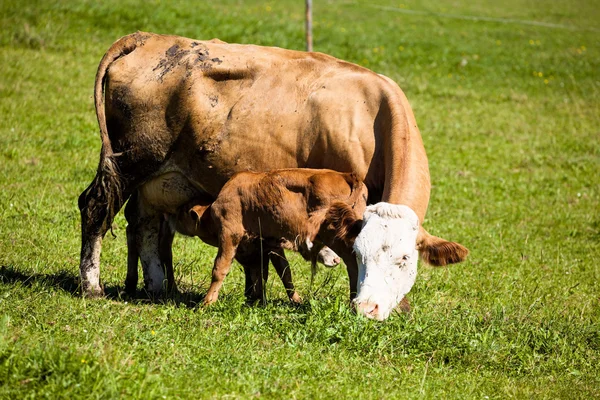Krów mlecznych na letnie pastwiska — Zdjęcie stockowe