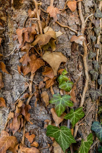 木の幹の茶色のアイビー — ストック写真