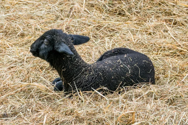 Černá ovce — Stock fotografie