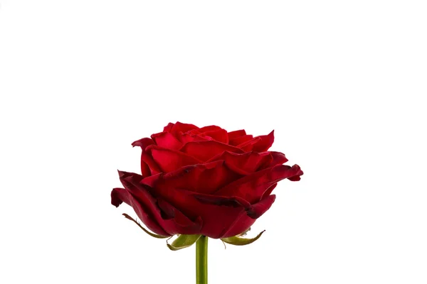 Rose rouge. signes d'amour — Photo