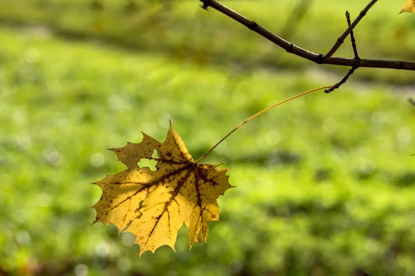 Una hoja en otoño — Foto de Stock