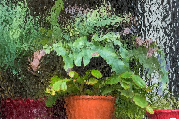 Potted plants in the greenhouse — Stock Photo, Image