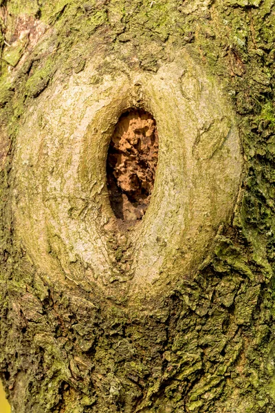 Detailní záběr kmene stromu — Stock fotografie