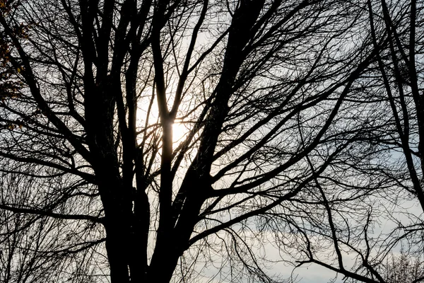 Δέντρο στον ήλιο το βράδυ — Φωτογραφία Αρχείου